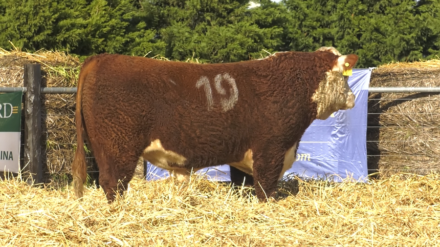 Lote TOROS P. HEREFORD PURO REGISTRADO