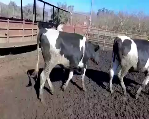 Lote 20 Novillo Gordo en Melipilla, Región Metropolitana