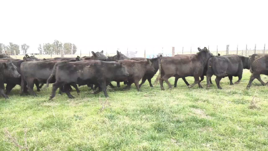 Lote 31 Vaquillonas C/ gtia de preñez en Las Flores, Buenos Aires