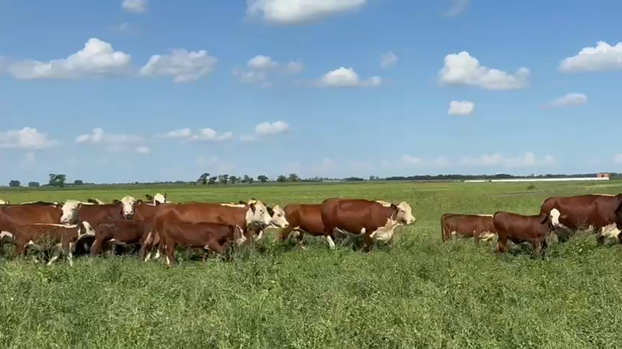 Lote 35 Vacas C/ gtia de preñez