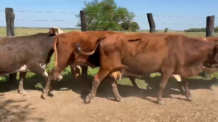 Lote 50 Vacas de invernar