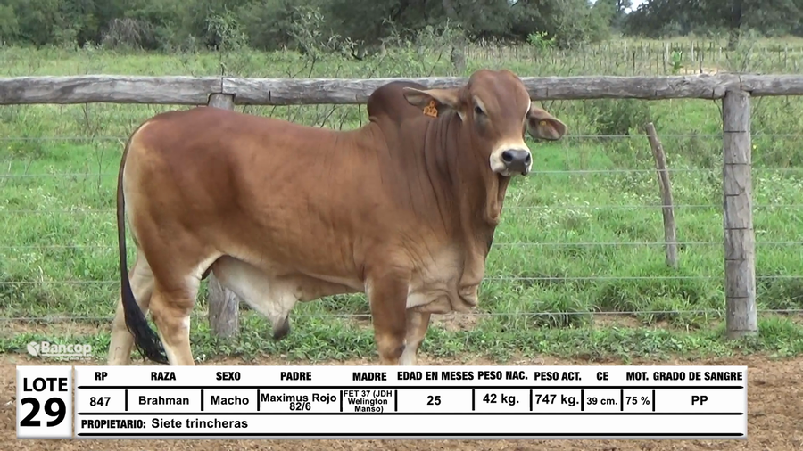 Lote Lote 29