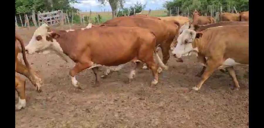 Lote 100 Vacas de invernar en Esquina, Corrientes