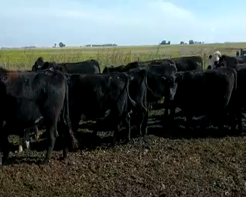 Lote 162 Novillitos en General Pirán, Buenos Aires