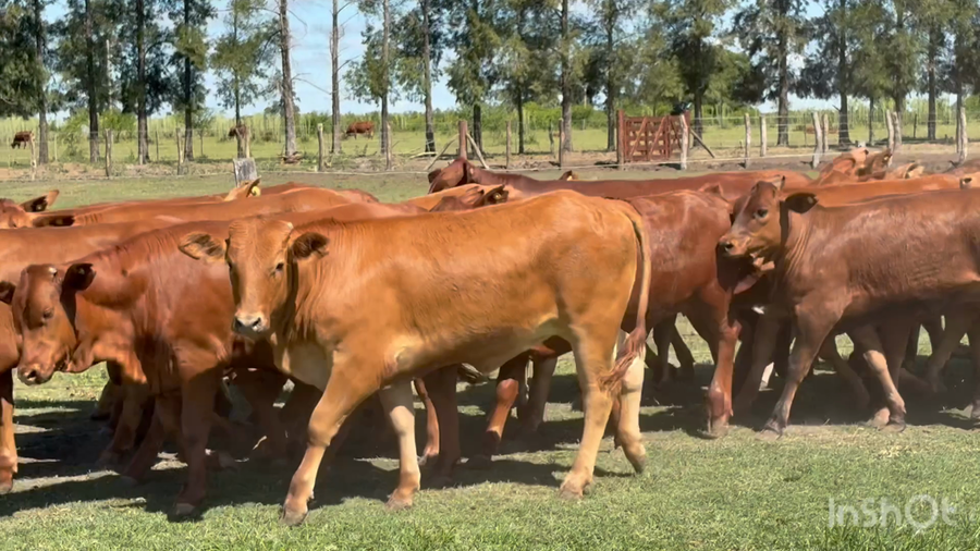 Lote 0 Terneras en Corrientes, Perugorría