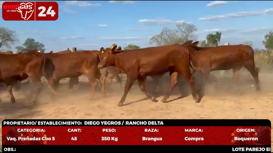 Lote LOTE 24 - POR PANTALLA