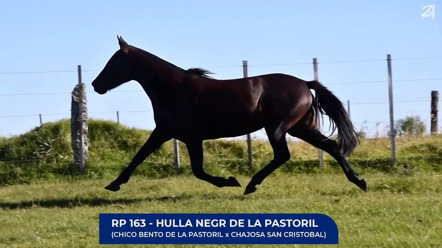 Lote Huella negr de La Pastoril