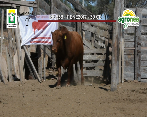 Lote TOROS SAN IGNACIO "LA MISION"