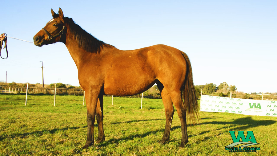 Lote ROYAL CROQUETA