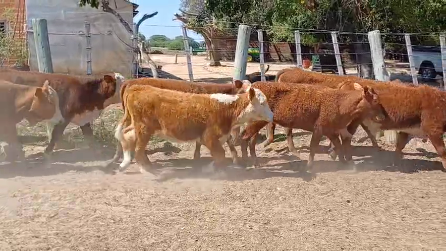 Lote 50 Terneros/as