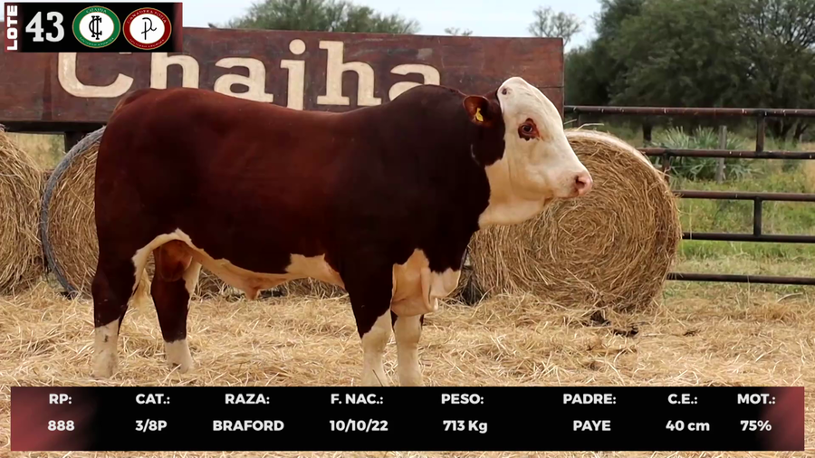 Lote LOTE 43