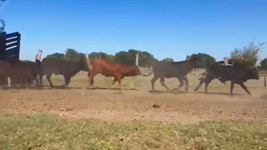 Lote 180 Terneros/as