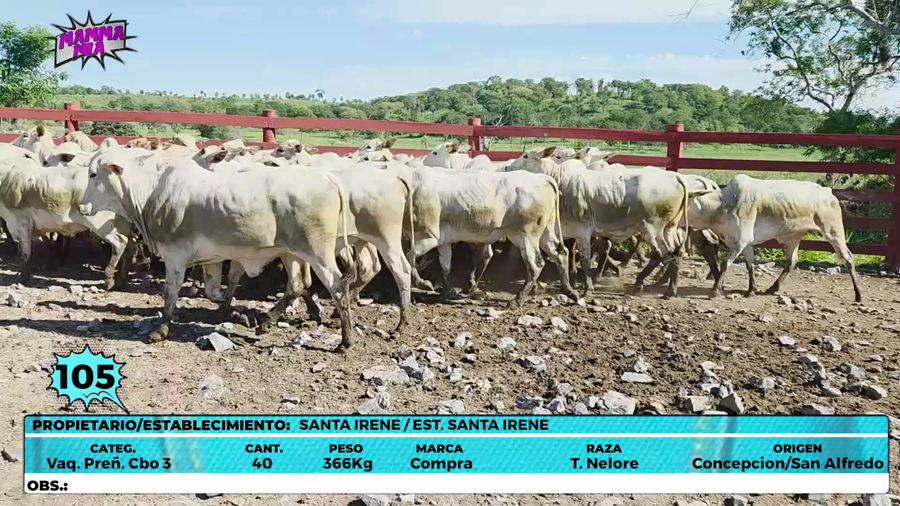 Lote LOTE 105