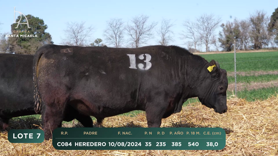 Lote TOROS PC a CAMPO con DEPs