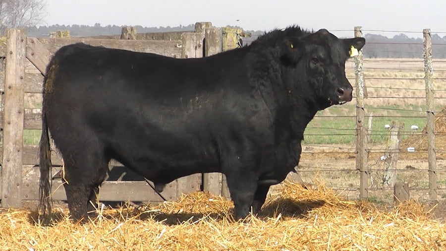 Lote TOROS PUROS POR CRUZA