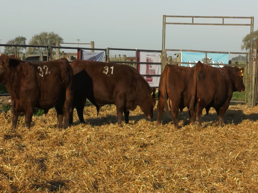 Lote TOROS ANGUS COLORADOS PC