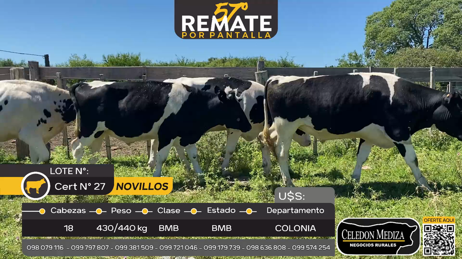 Lote 18 Novillos en Paso Morlan, Colonia