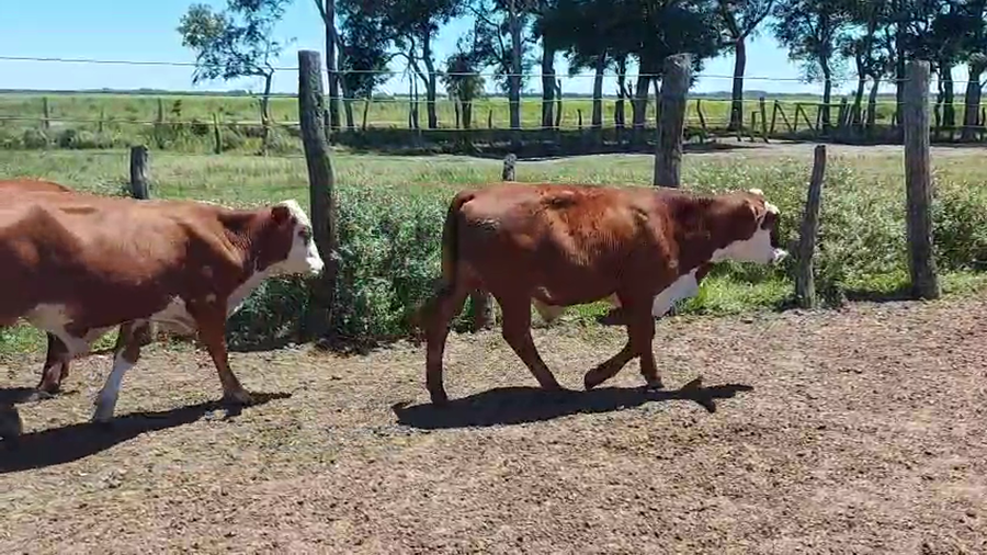Lote 110 Terneros