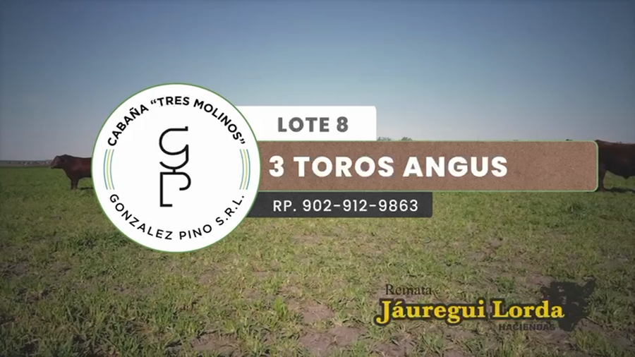 Lote 3 Toros PC