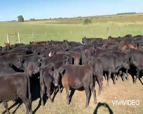 Lote 115 Terneras en De la Garma, Buenos Aires