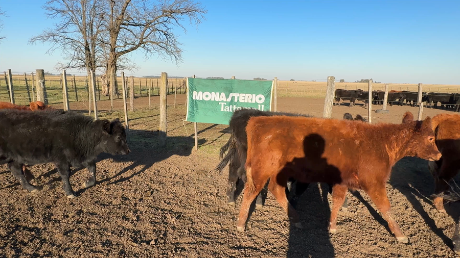 Lote 43 Terneras en Arboledas