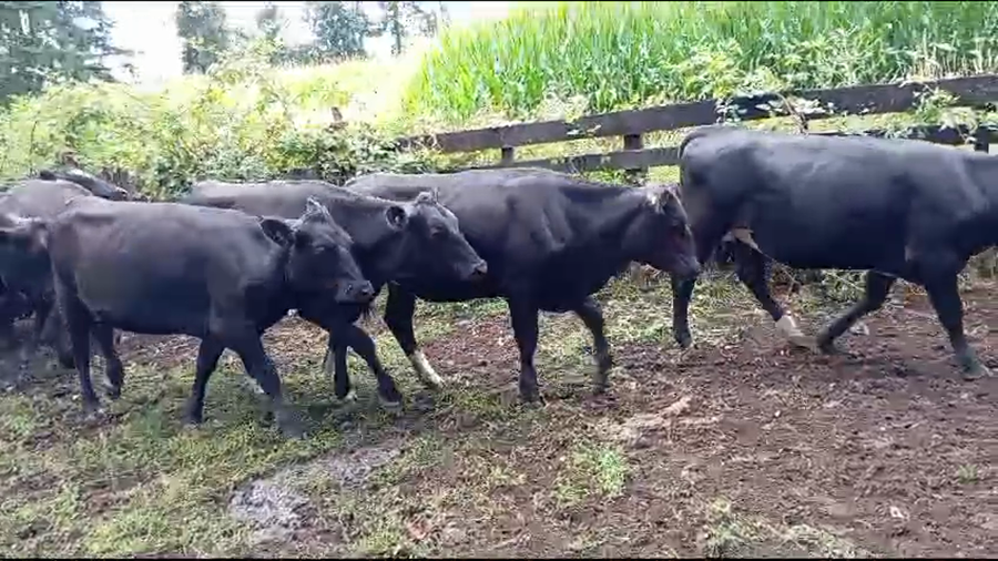 Lote 55 Vaquilla Engorda en Panguipulli, XIV Región Los Ríos