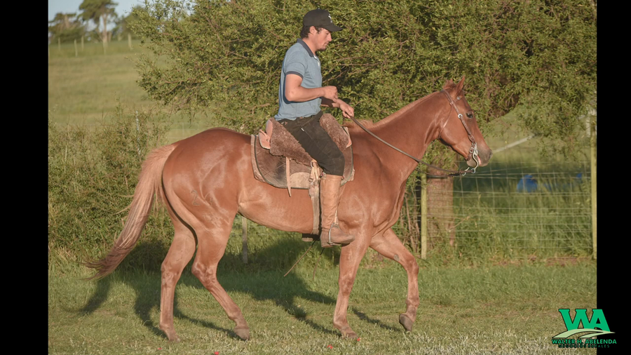 Lote RT OWL DOC PEPPY