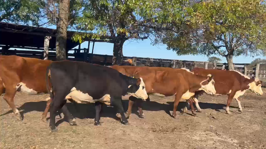 Lote 22 Vacas p/ invernar en Corrientes, Curuzú-Cuatiá