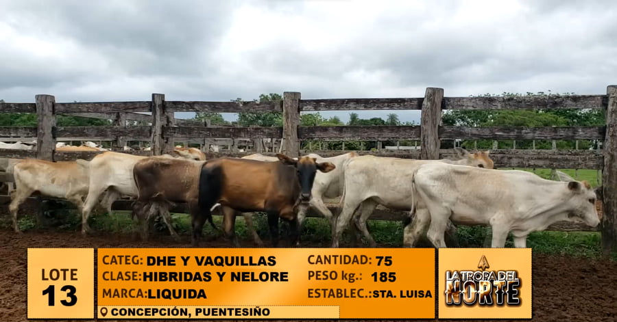 Lote Lote 13