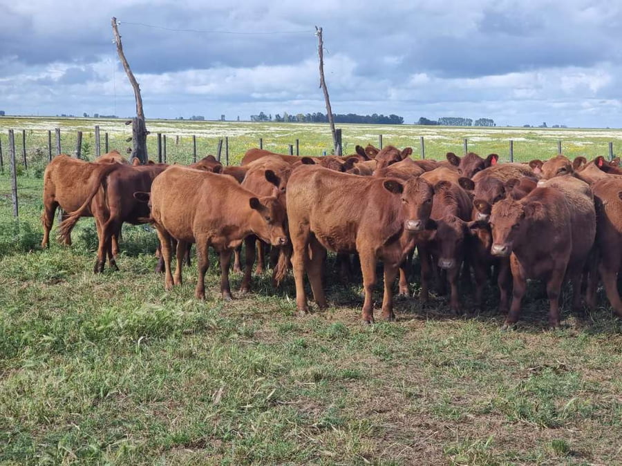 Lote 40 Vaquillonas P/ entorar en Olavarría, Buenos Aires