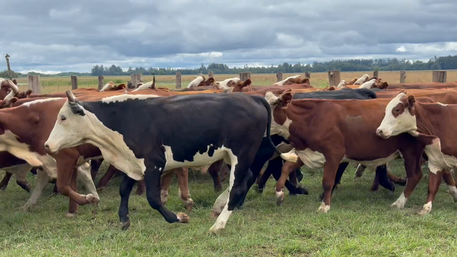 Lote 120 Novillos en Corrientes, Mburucuyá
