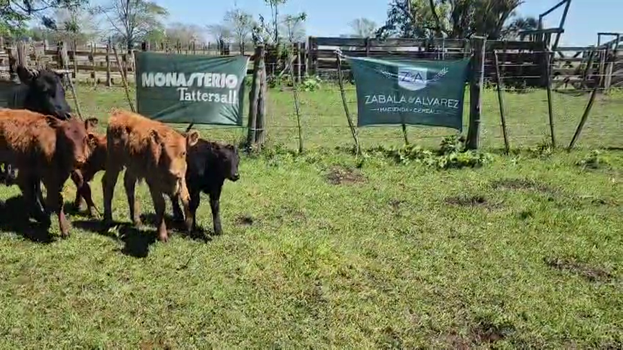 Lote 28 Vacas C/ Cría en Bolívar