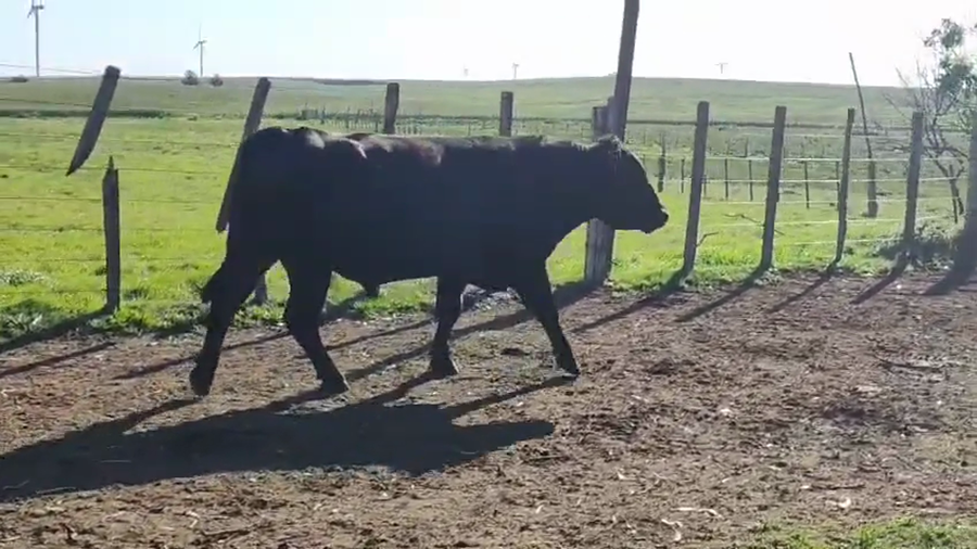 Lote Toros a remate en Pantalla Camy 600kg - , San José