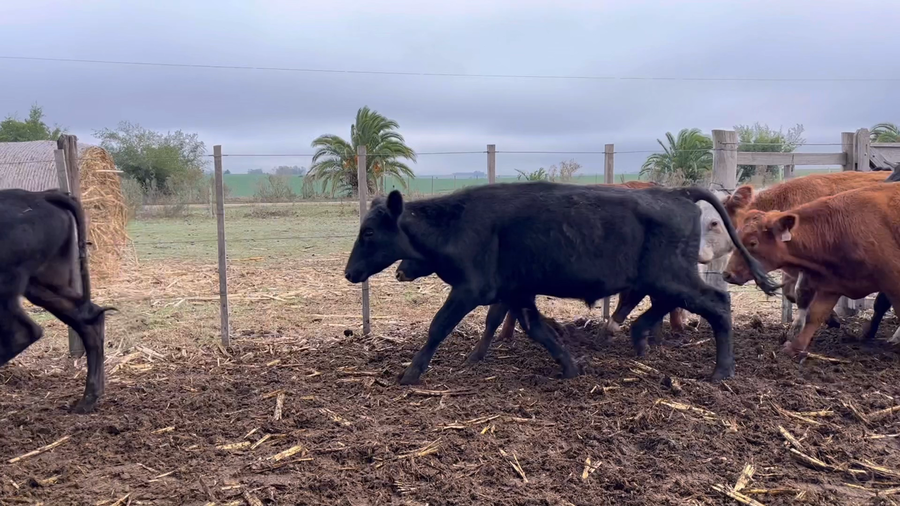 Lote NOVILLOS 1 a 2 AÑOS