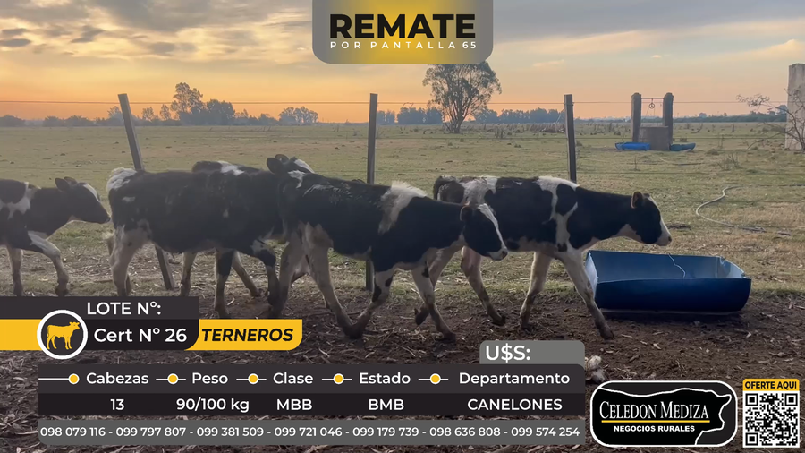 Lote 13 Terneros en Canelones
