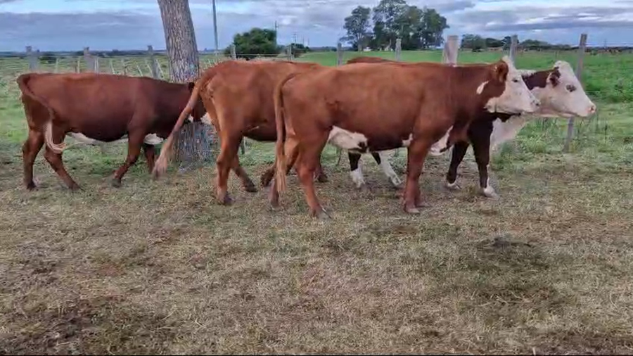 Lote 16 Vacas y vaquillonas Hereford y Caretas a remate en Pantalla Camy en a 3 Km de San Jose
