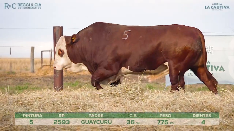 Lote Toros Braford controlados