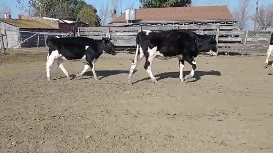Lote Federico Romero - Terneras