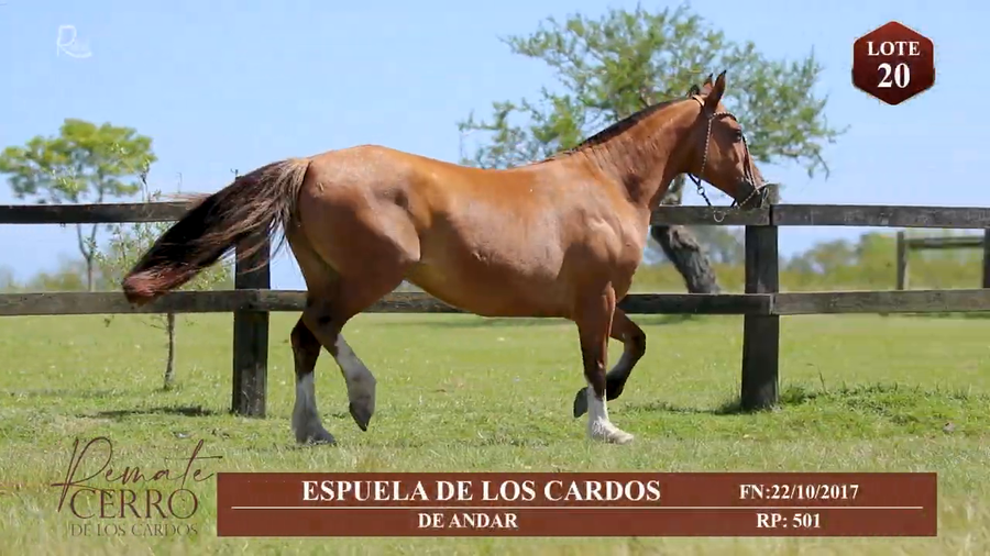 Lote ESPUELA DE LOS CARDOS