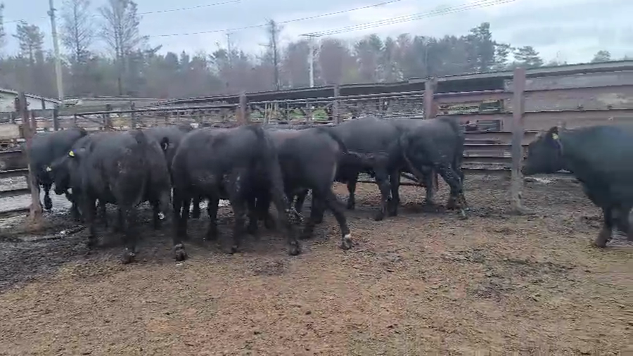 Lote 20 Novillo Gordo en Los Ángeles, VIII Región Biobío