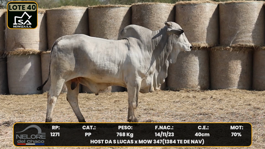 Lote LOTE 40