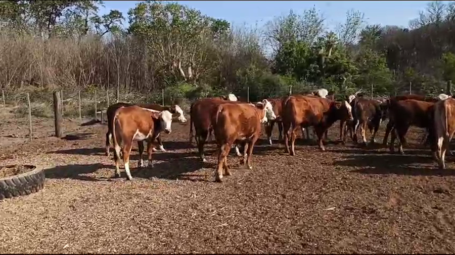 Lote 30 Terneras en Santa Fe, Elisa