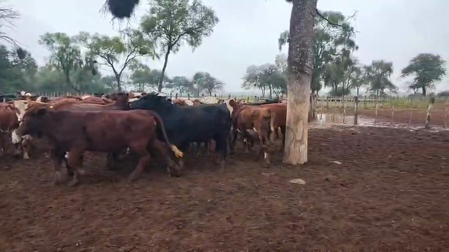 Lote 44 Vaquillonas en Salta, Tolloche