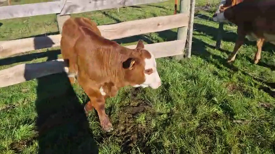 Lote 3 Terneros y Terneras a remate en Pantalla Camy, San José