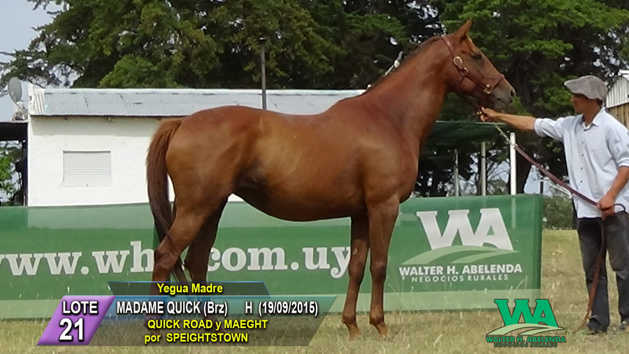 Lote MADAME QUICK (Brz)