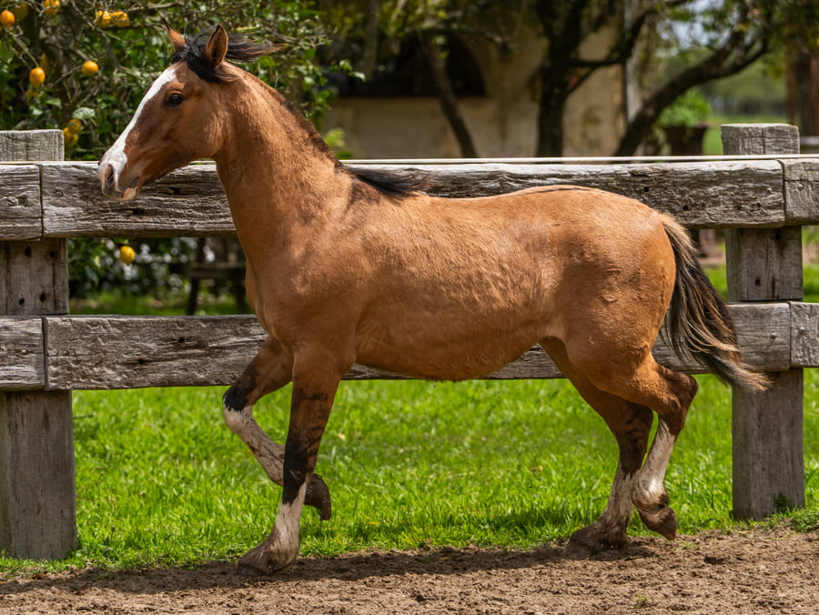 Lote VELETA FELISA