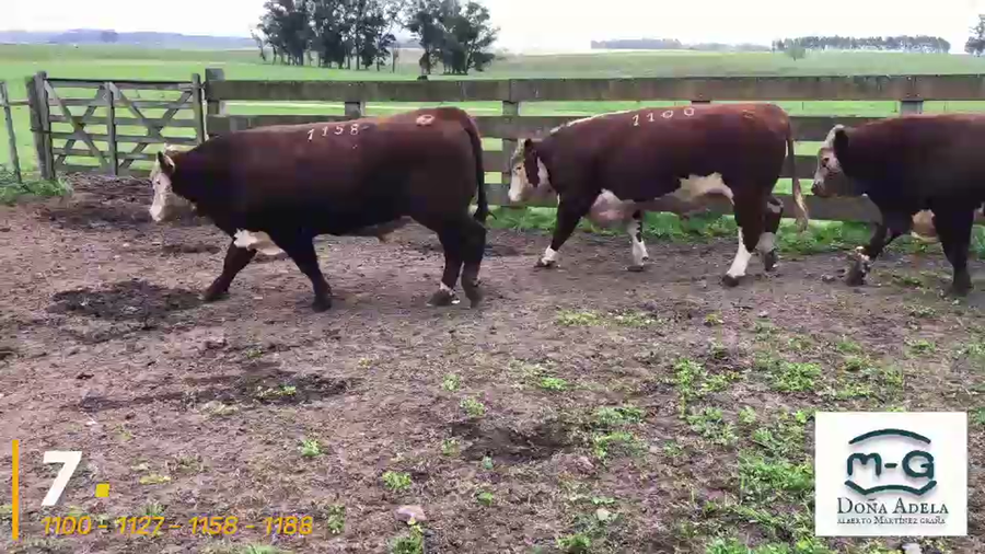 Lote 4 Toros Hereford Pi a remate en 3° Remate Doña Adela, Treinta y Tres