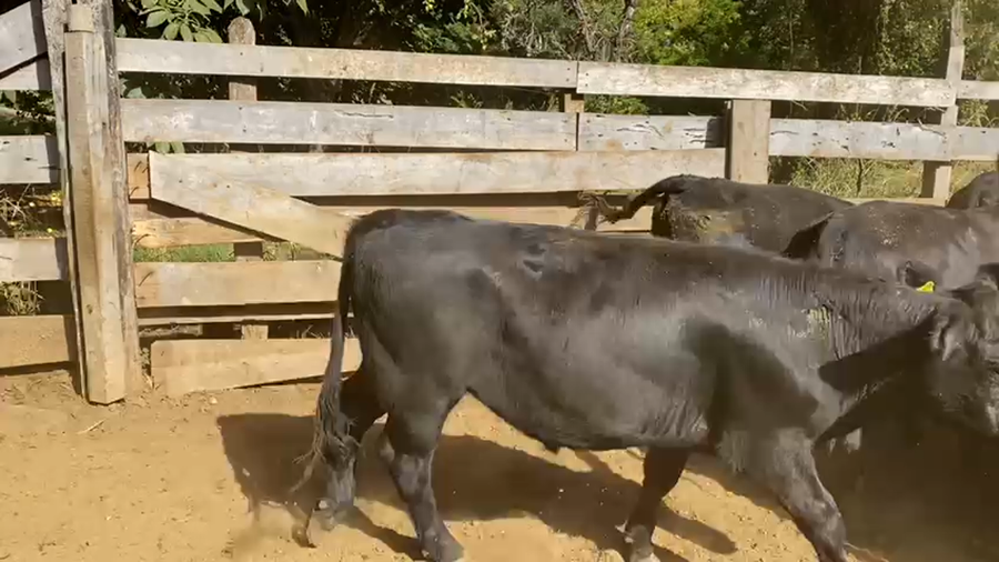 Lote 41 Novillo Engorda en Paillaco, XIV Región Los Ríos