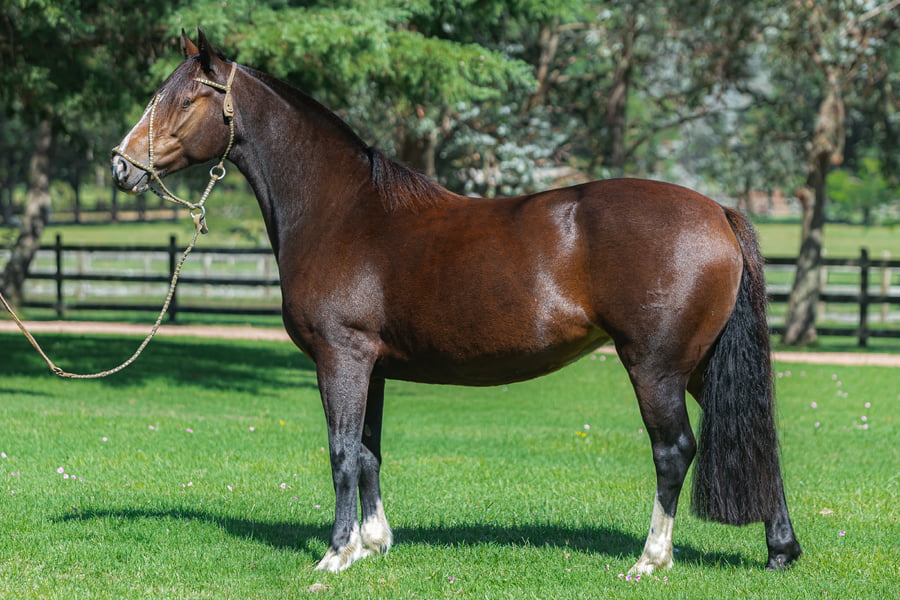 Lote Consejero La Pachanga