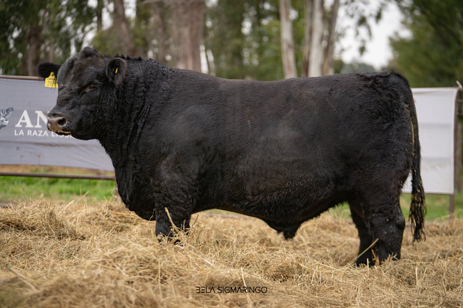 Lote TOROS ANGUS  PP